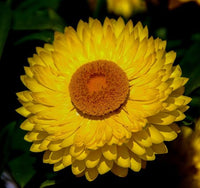 Paper Daisy (Bracteantha Sunbrella) - Ladybird Nursery