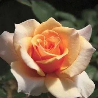 Rose Brandy Hybrid Tea 2 ft Standards (Rosa) - Ladybird Nursery