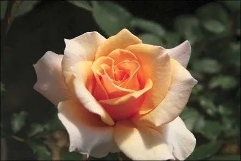 Rose Brandy Hybrid Tea 2 ft Standards (Rosa) - Ladybird Nursery