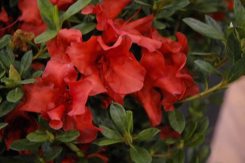 Azalea ENCORE AUTUMN BRAVO™ - Ladybird Nursery
