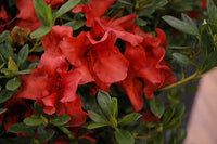 Azalea ENCORE AUTUMN BRAVO™