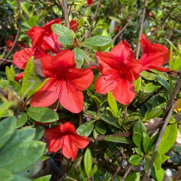 Azalea ENCORE AUTUMN BRAVO™ - Ladybird Nursery