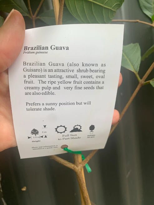 Dwarf Brazilian Guava - Ladybird Nursery