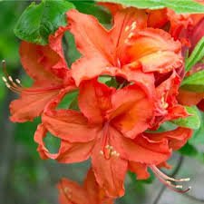 Azalea Mollis Brazil - Ladybird Nursery