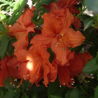 Azalea Mollis Brazil - Ladybird Nursery