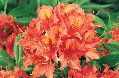 Azalea Mollis Brazil - Ladybird Nursery