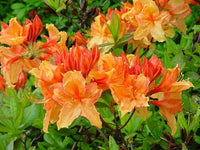 Azalea Mollis Brazil