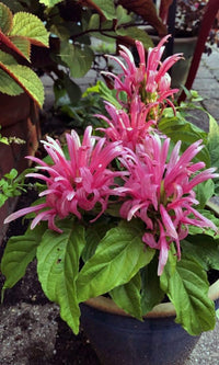Brazilian Plume Flower Rosea (Justicia carnea) - Ladybird Nursery
