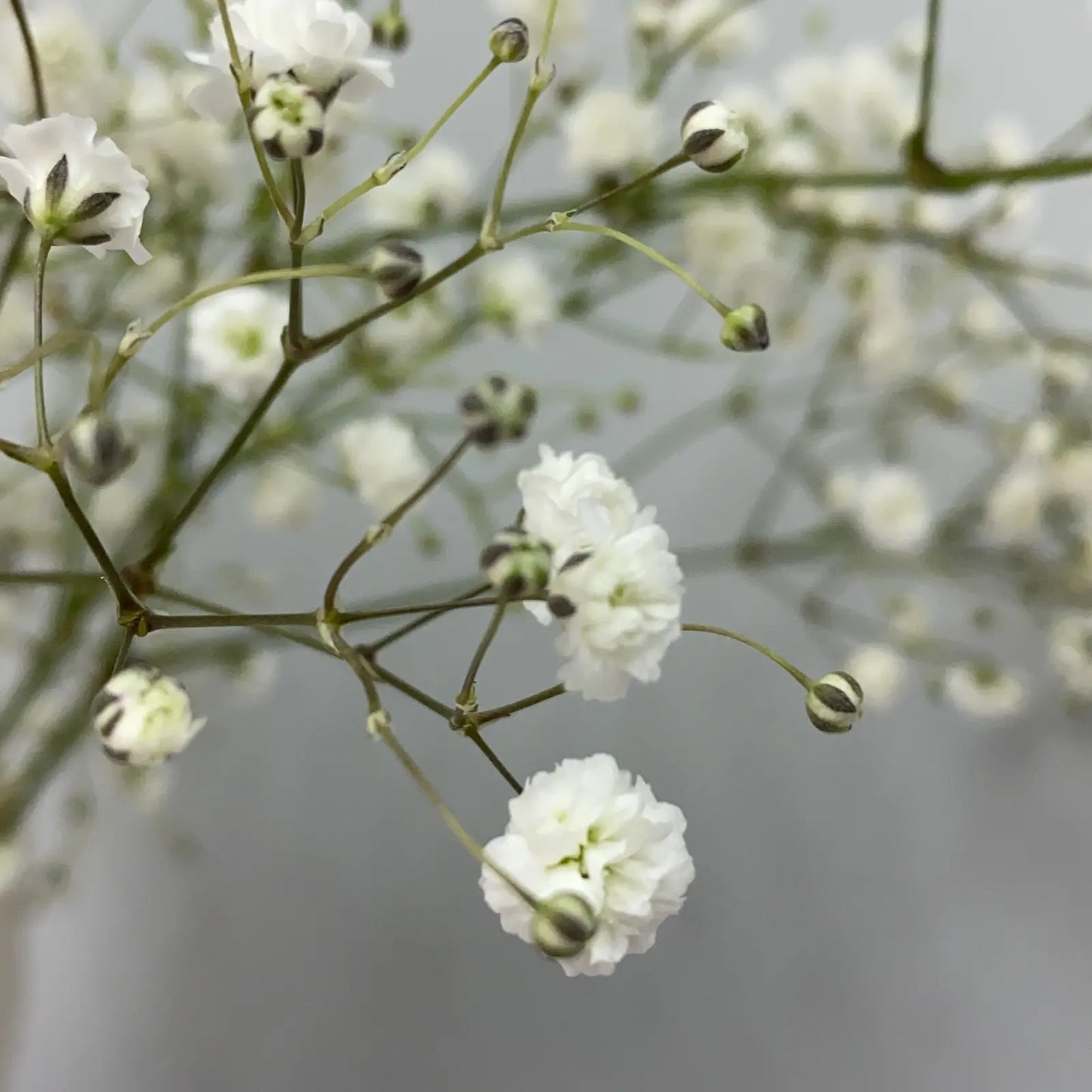 Baby's Breath White (Gypsophila spp.)