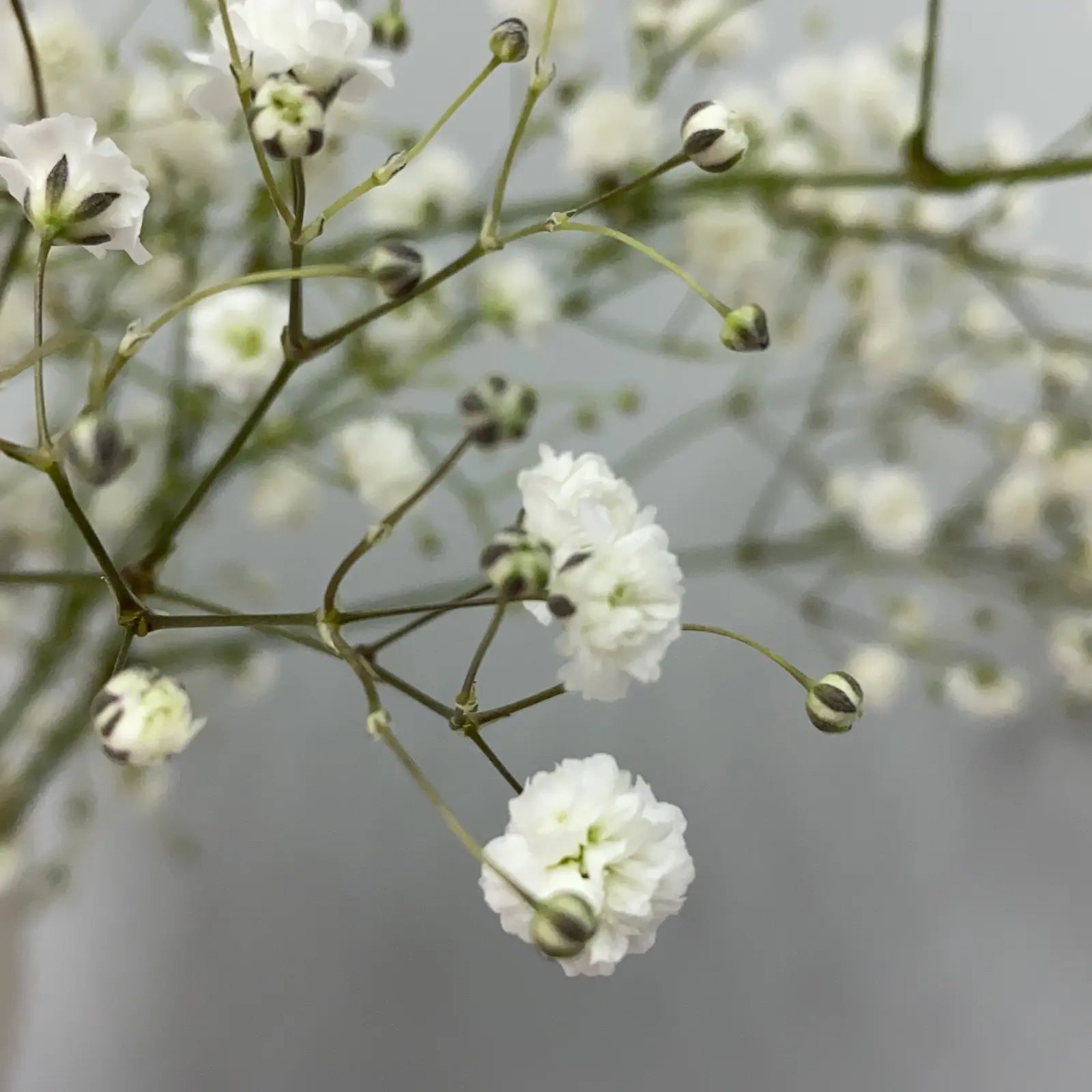Baby's Breath White (Gypsophila spp.)