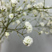 Baby's Breath White (Gypsophila spp.) - Ladybird Nursery