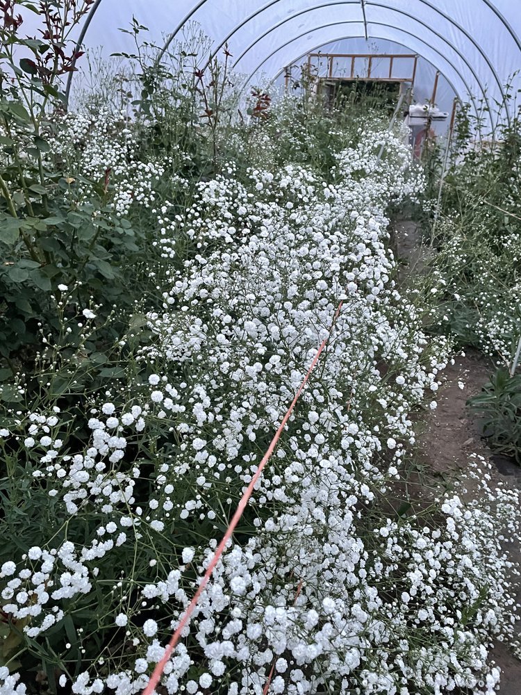Baby's Breath White (Gypsophila spp.)
