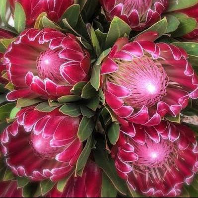 Protea 'Brenda'