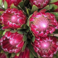 Protea 'Brenda'