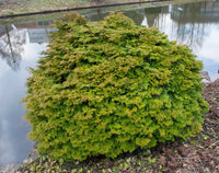 Hinoki Cypress Pygmaea (Chamaecyparis obtusa) - Ladybird Nursery