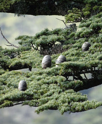 Cyprus Cedar Horizontalis (Cedrus brevifolia) - Ladybird Nursery