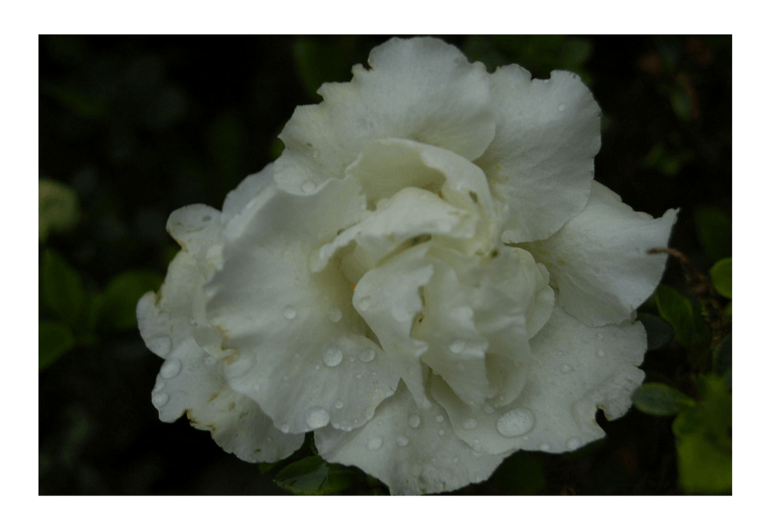 Azalea indica Brides Bouquet - Ladybird Nursery