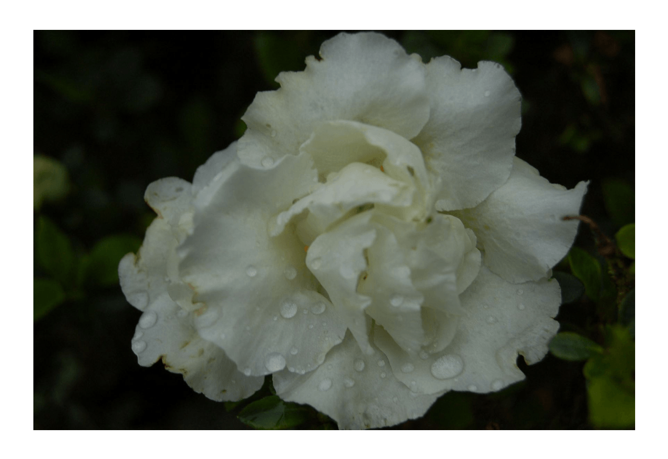 Azalea indica Brides Bouquet