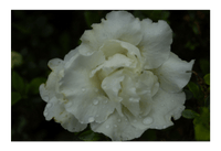 Azalea indica Brides Bouquet