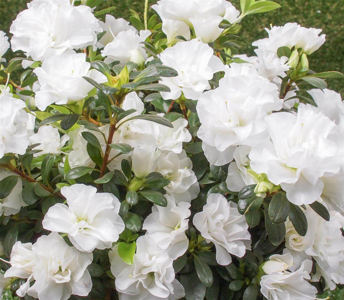 Azalea indica Brides Bouquet - Ladybird Nursery