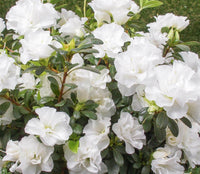 Azalea indica Brides Bouquet