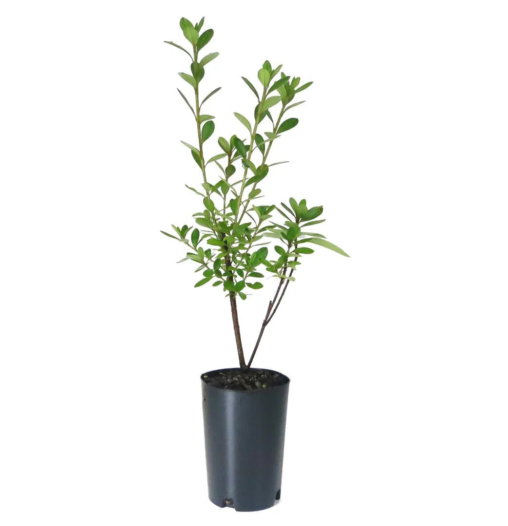 Azalea indica Brides Bouquet - Ladybird Nursery