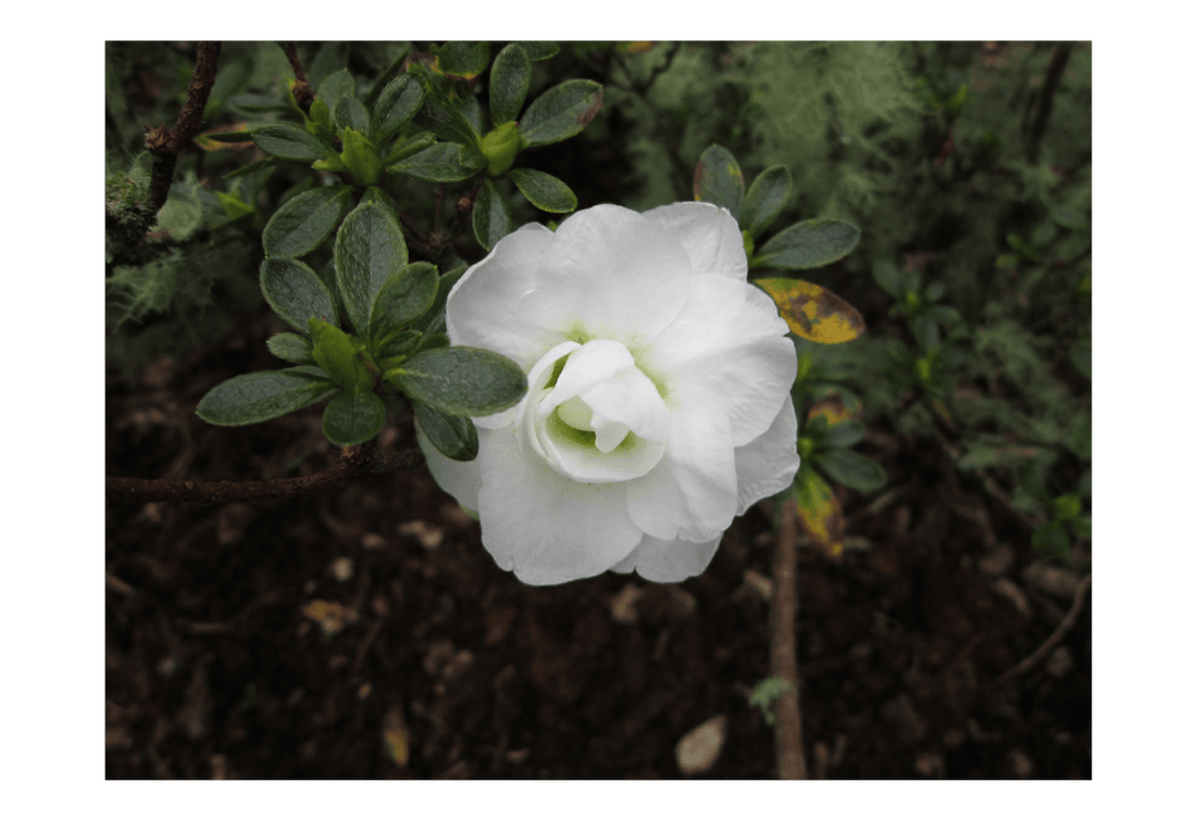 Azalea indica Brides Bouquet - Ladybird Nursery