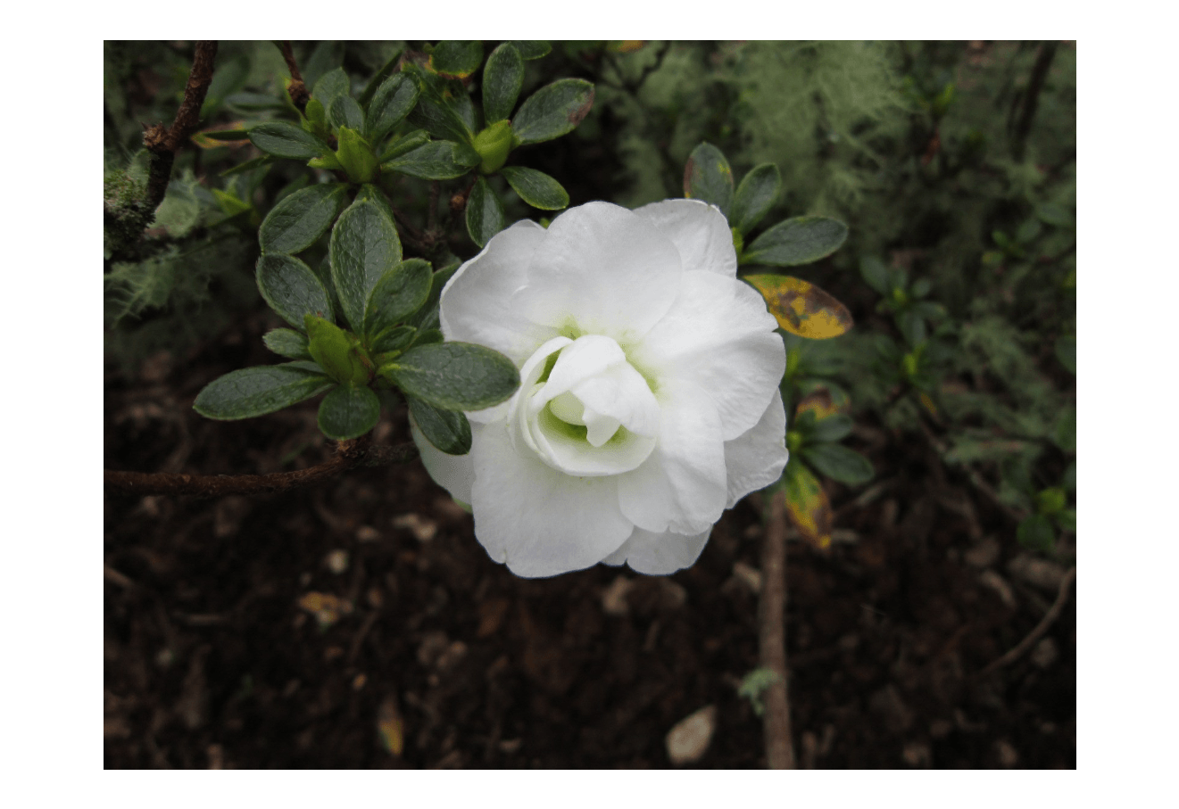 Azalea indica Brides Bouquet