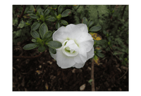 Azalea indica Brides Bouquet - Ladybird Nursery