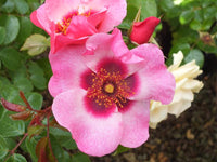 Rose 'Bright As A Button' (Bareroot)