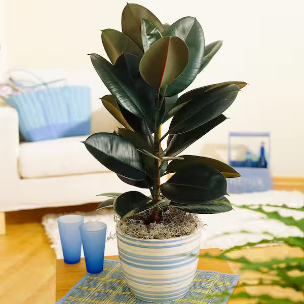 Spotted Rubber Plant (Ficus elastica)