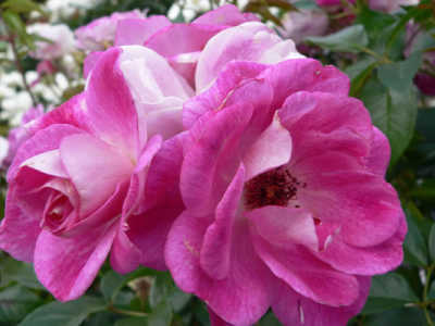Rose Blushing Pink Iceberg Standards (Rosa)