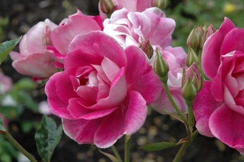 Rose 'Blushing Pink Iceberg' - Ladybird Nursery