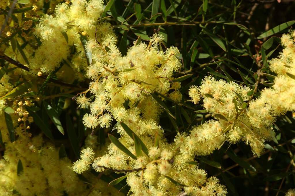 Brisbane Golden Wattle (Acacia fimbriata)