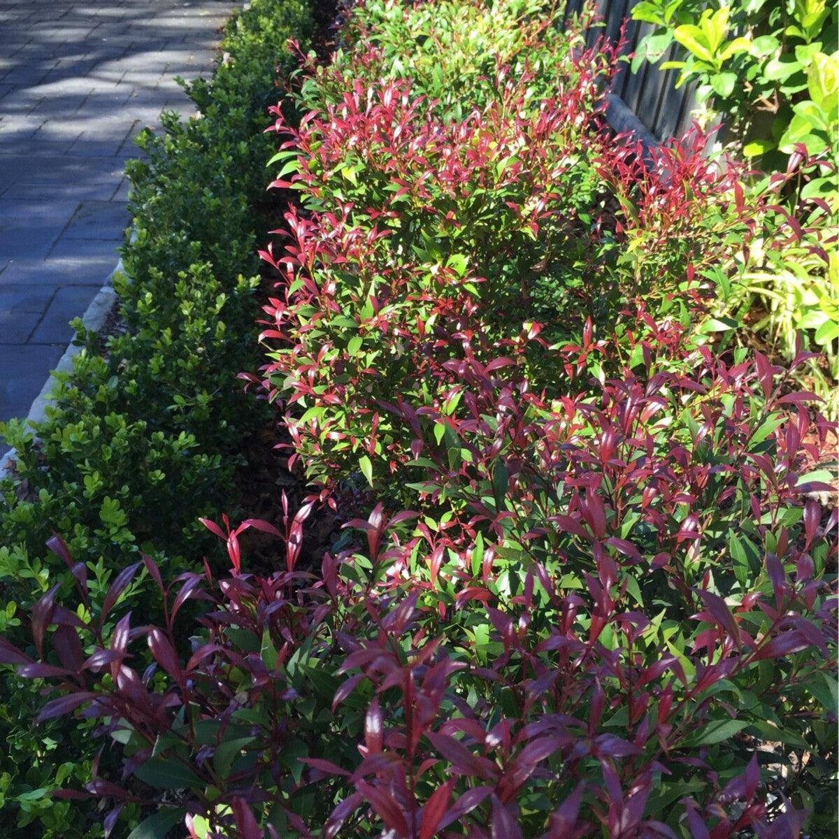 Cherry Surprise minor (Syzygium smithii)