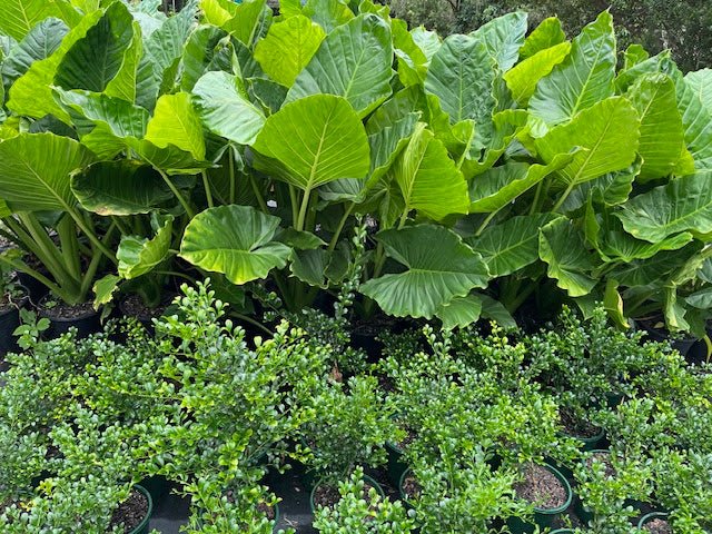 Native Elephant Ear (Alocasia brisbanensis) 300mm (PICK UP ONLY) - Ladybird Nursery