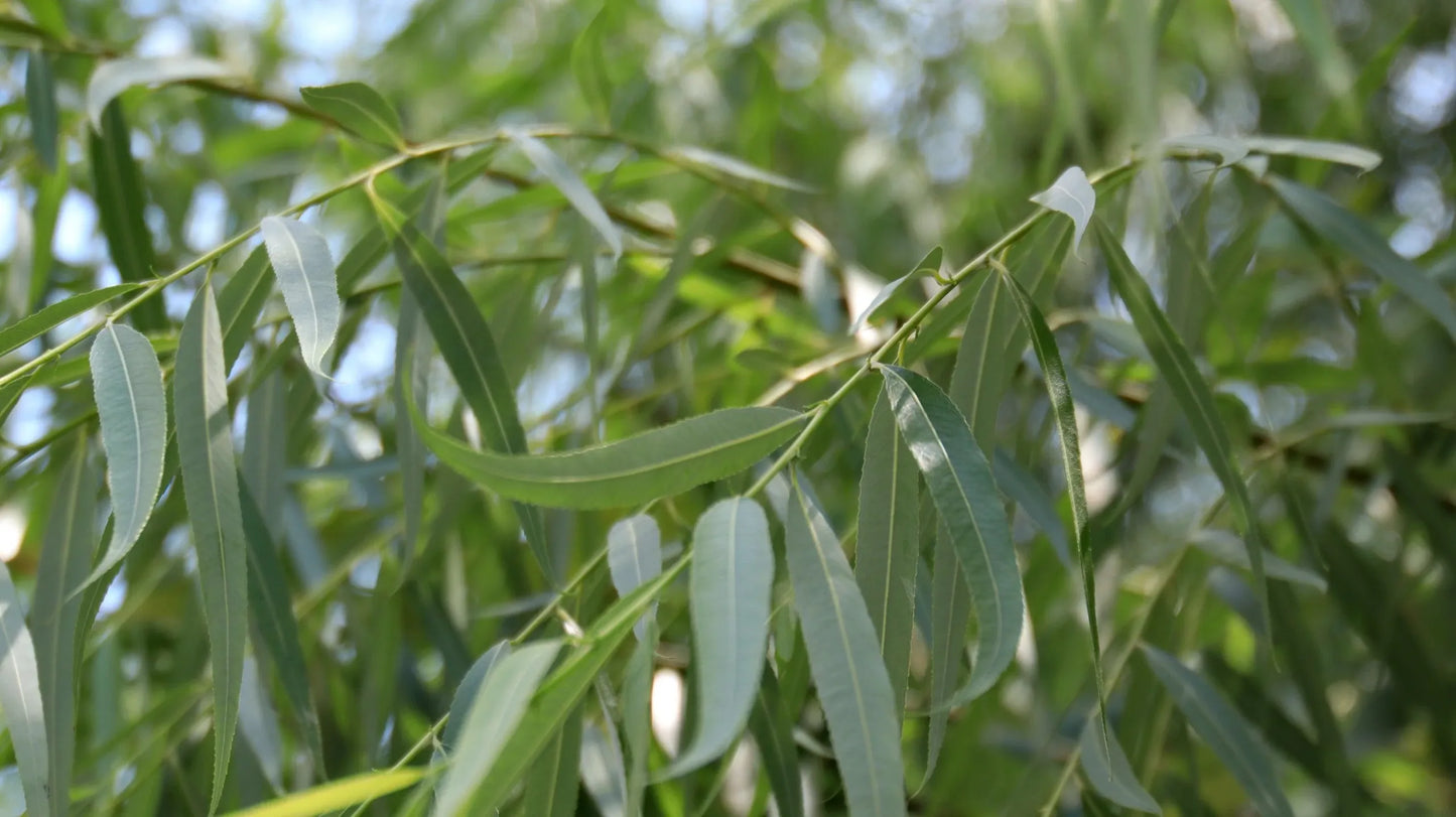 Weeping Paperbark Fine Leaf (Melaleuca leucadendra)