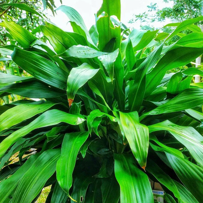 Broad - Leaf Palm Lily (Cordyline petiolaris) - Ladybird Nursery
