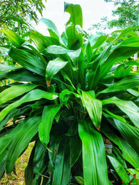 Broad-Leaf Palm Lily (Cordyline petiolaris)