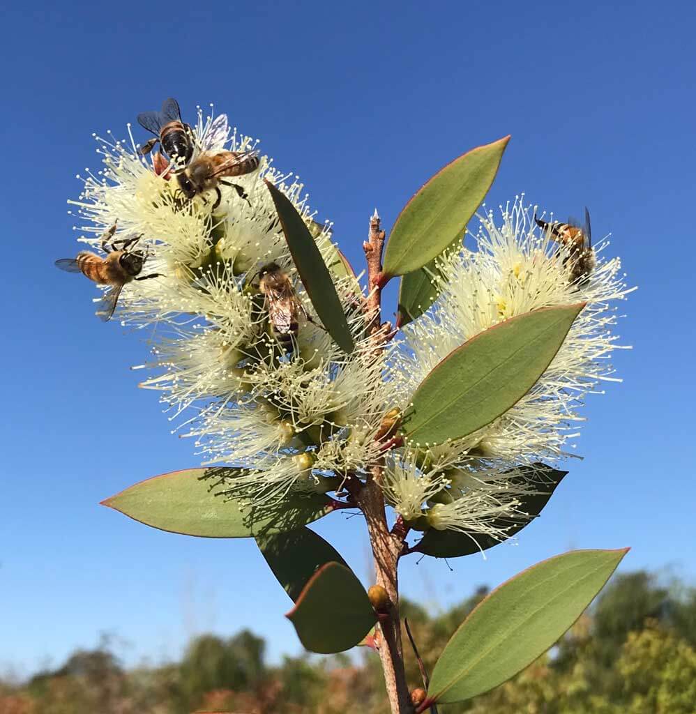 Broad-leaved Paperbark (Melaleuca quinquenervia)