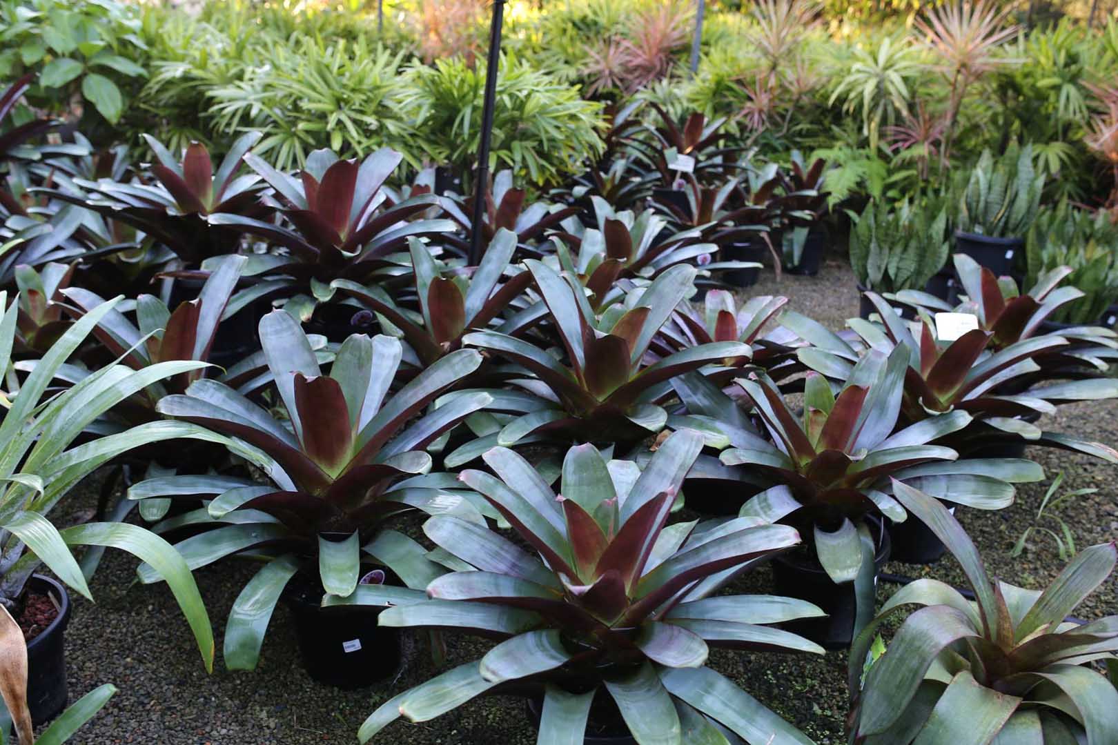 Imperial Bromeliad Silver Plum (Alcantarea imperialis)