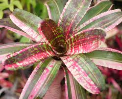 Bromeliad (Neoregelia Mixed)