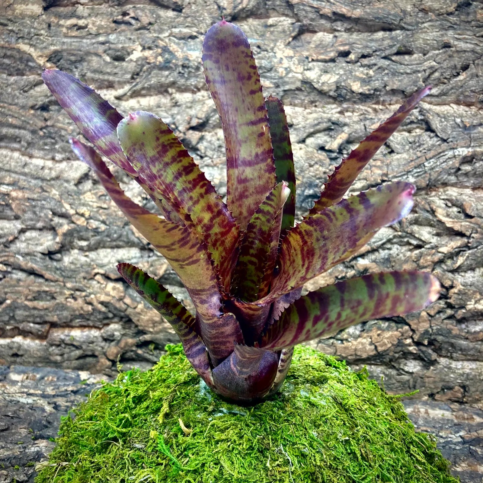 Bromeliad (Neoregelia Pauciflora)