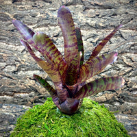 Bromeliad (Neoregelia Pauciflora)