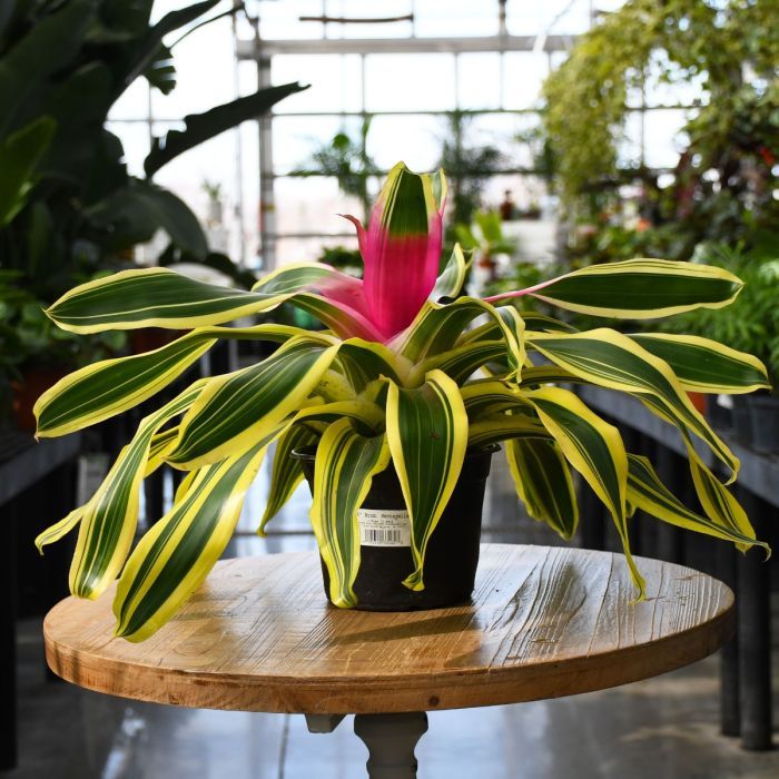 Bromeliad Assorted (Neoregelia spp.)