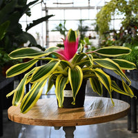 Bromeliad Assorted (Neoregelia spp.)