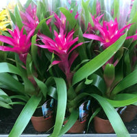 Guzmania spp. Pink Bromeliad - Ladybird Nursery