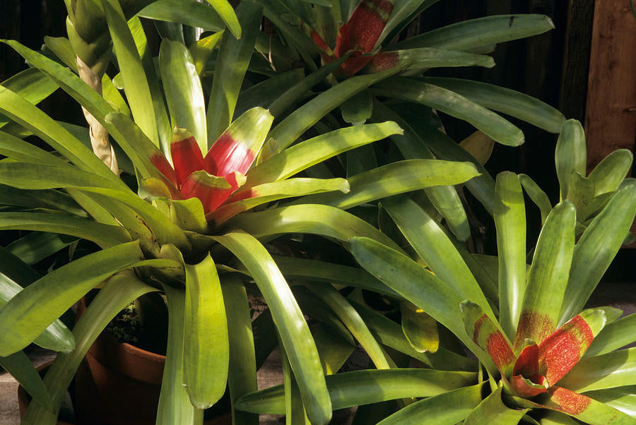 Bromeliad (Neoregelia compacta)