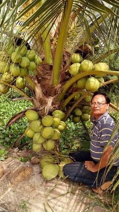 Malay Dwarf Bronze Coconut Tree - Ladybird Nursery