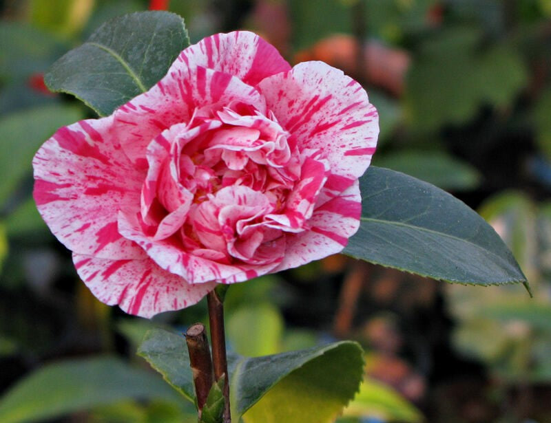 Camellia Mrs Nellie Eastman (Camellia japonica)